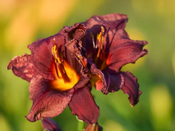 Barevný Obrázek Liliemi Fragmenty Květin Rozmazaném Pozadí Detailní Pohled — Stock fotografie