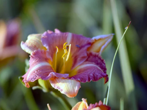 Barevný Obrázek Liliemi Fragmenty Květin Rozmazaném Pozadí Detailní Pohled — Stock fotografie