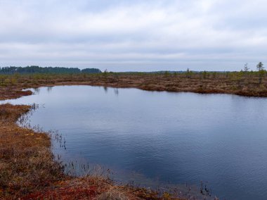 Kasvetli bataklık manzarası, çimen, yosun ve bataklık çamları