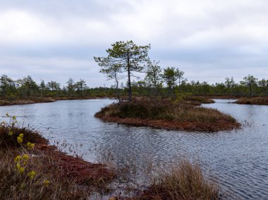 Kasvetli bataklık manzarası, çimen, yosun ve bataklık çamları