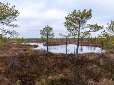 Kasvetli bataklık manzarası, çimen, yosun ve bataklık çamları