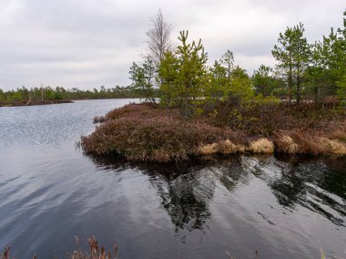 Kırmızı yosunlu bataklık manzarası, küçük bataklık çamları