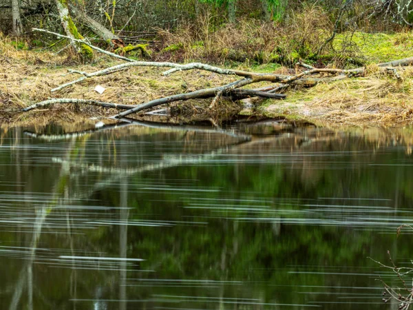 Táj kis folyó és zöld fák partra — Stock Fotó
