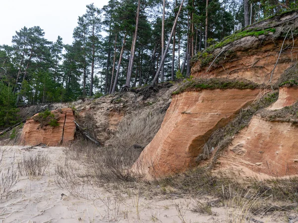 Крутий морський пейзаж, стара трава і падаючі дерева — стокове фото