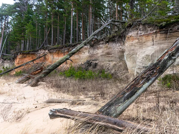Απόκρημνο παραθαλάσσιο τοπίο, παλιό γρασίδι και πεσμένα δέντρα — Φωτογραφία Αρχείου