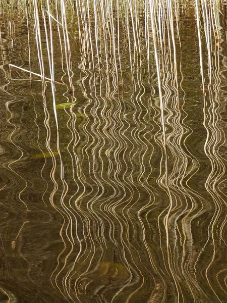 Абстрактное изображение дерева с отражением воды — стоковое фото