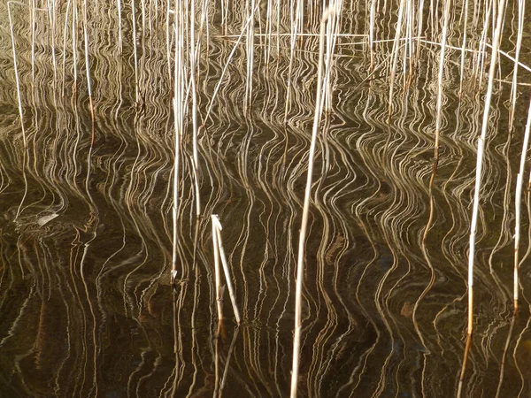 Abstrakt bild av träd med vatten reflektion — Stockfoto