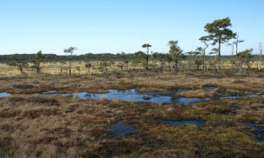 Bataklıktaki karanlık bataklık gölleri ve küçük çamlar, sazlıklar ve bataklık manzarası.