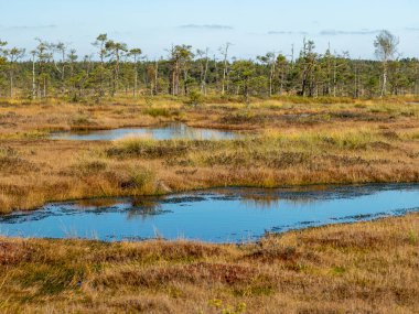 Bataklıktaki karanlık bataklık gölleri ve küçük çamlar, sazlıklar ve bataklık manzarası.
