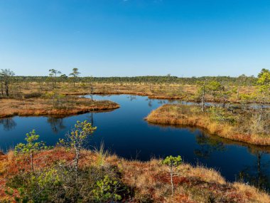 Bataklıktaki karanlık bataklık gölleri ve küçük çamlar, sazlıklar ve bataklık manzarası.