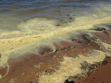Çiçekli çam tomurcuklarının kıyılarında sarı dalgaların olduğu bir resim