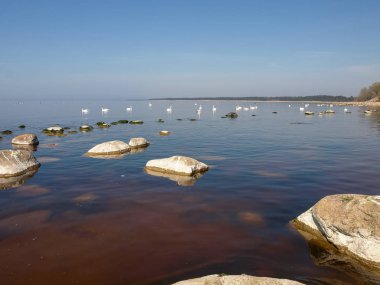 Önünde beyaz taşlar, denizde kuğular olan mavi deniz manzarası.