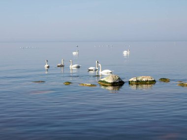 Önünde beyaz taşlar, denizde kuğular olan mavi deniz manzarası.