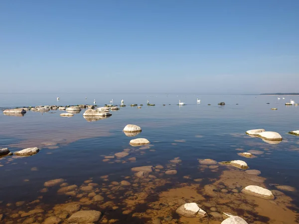 Blaue Meereslandschaft Mit Weißen Steinen Vordergrund Und Schwänen Meer — Stockfoto