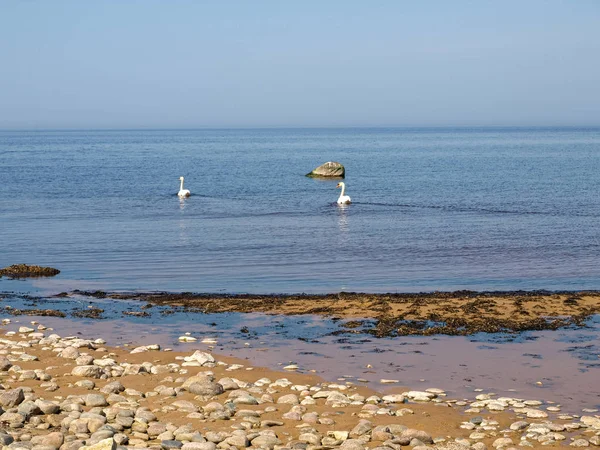 Paisagem Azul Mar Com Pedras Brancas Primeiro Plano Cisnes Mar — Fotografia de Stock