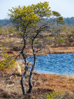 Ön planda yosun ve bataklık çimenleriyle basit bataklık manzarası, arka planda bataklık çamları, bulanık arkaplan