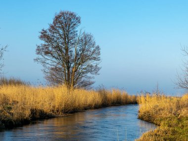 Bahar manzarası, küçük nehir ağzı, kuru sazlıklar.