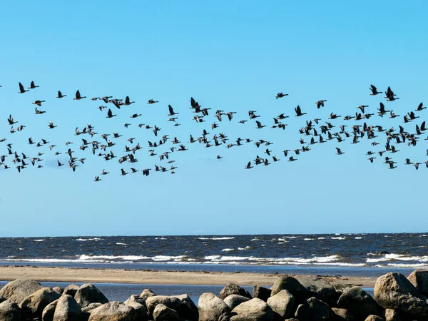 Meereslandschaft Mit Felsigen Silhouetten Vordergrund Und Fliegenden Vogelsilhouetten Hintergrund — Stockfoto