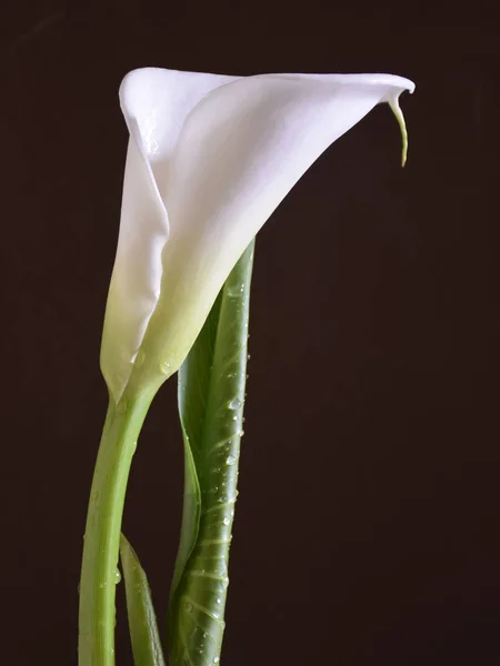 Изображение Белым Цветком Калласа Темном Фоне — стоковое фото