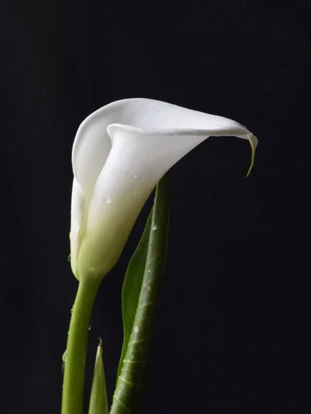 Изображение Белым Цветком Калласа Темном Фоне — стоковое фото
