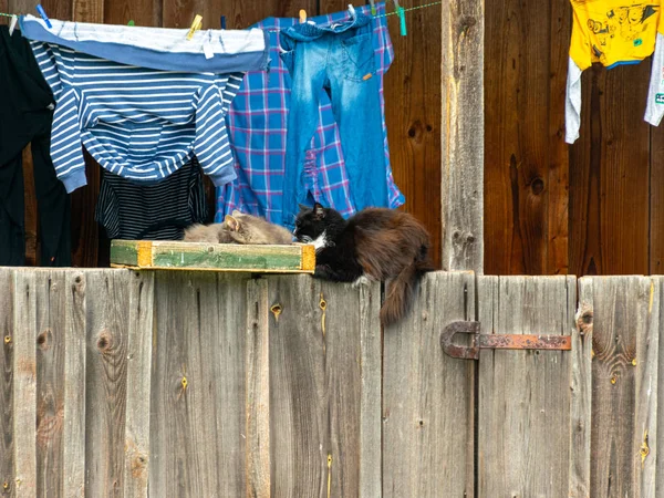 Kép Két Macskáról Amint Bemelegítenek Napon — Stock Fotó