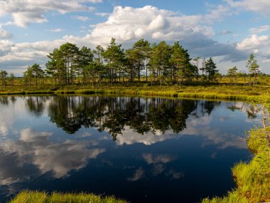 Güneşli bir yaz gününde güzel bataklık manzarası