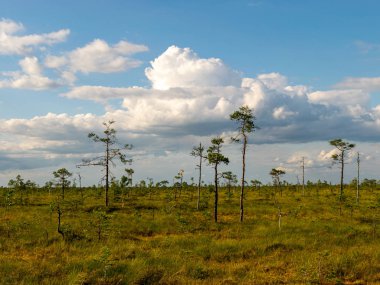 Güneşli bir yaz gününde güzel bataklık manzarası