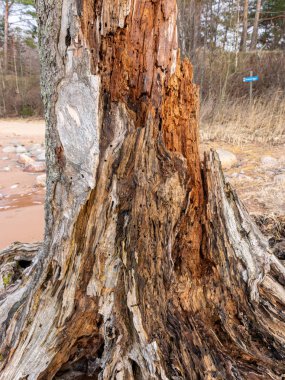 Eski ahşap köklü resim