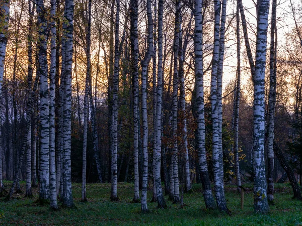 Пейзаж с березовой рощей на закате — стоковое фото