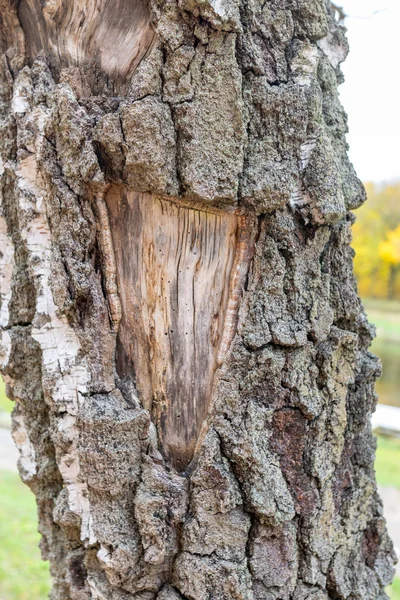 Imagen abstracta con textura de madera — Foto de Stock