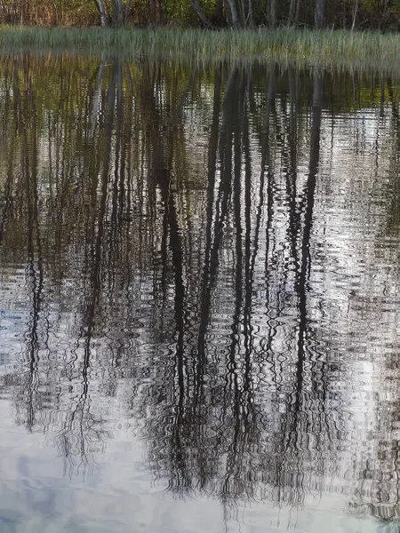 Immagine astratta di albero con riflesso d'acqua — Foto Stock