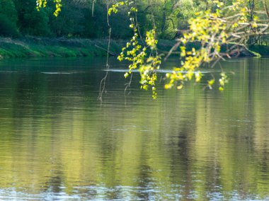 Arka planda ağaçlar ve göl manzarası