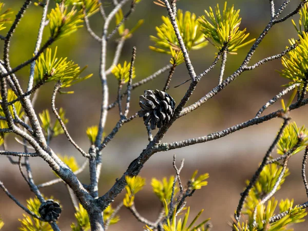 Picture Fragments Pine Branches Cones Blurred Background — 스톡 사진