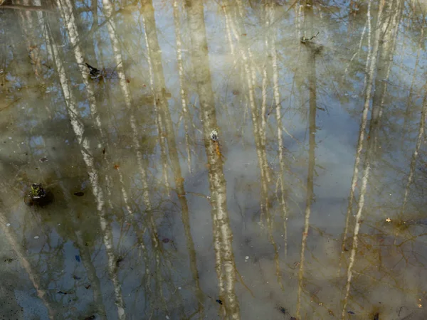 Astratto Albero Cielo Riflessi Acqua Texture Sfocata Carta Parati — Foto Stock