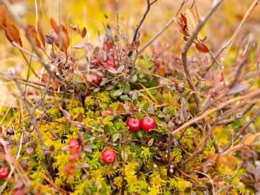 Bataklık bitkisi parçalarıyla soyut resim