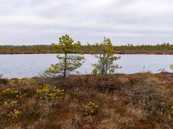 Moeraslandschap met rode mossen, kleine moerasdennen — Stockfoto