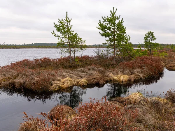 Pantano paisaje con musgos rojos, pequeños pinos pantano —  Fotos de Stock