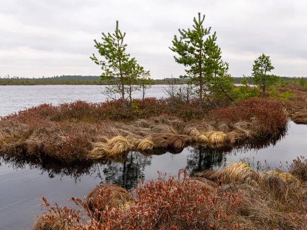 Moorlandschaft mit roten Moosen, kleinen Moorkiefern — Stockfoto