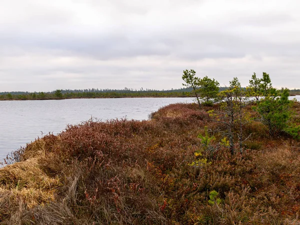 Болотный пейзаж с красными мхами, мелкие болотные сосны — стоковое фото