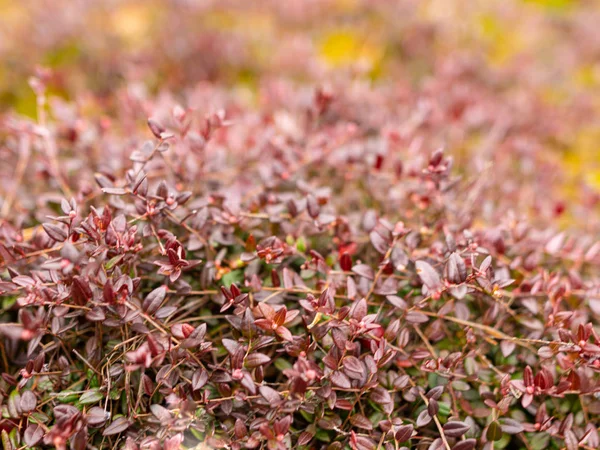 Image abstraite avec fragments de plantes de tourbière — Photo