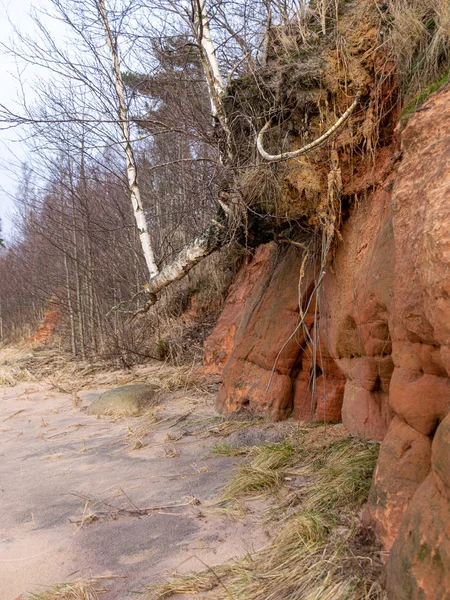 steep seashore landscape, old grass and fallen trees