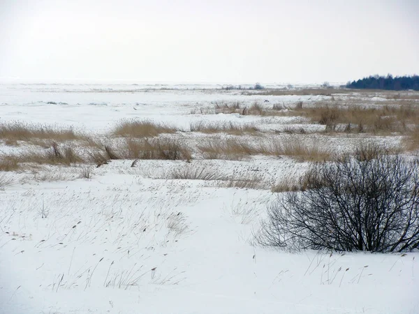 Paisagem Com Neve Branca Coberto Prado Junco — Fotografia de Stock