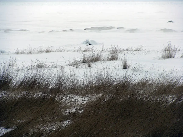 白雪覆盖芦苇草甸的风景 — 图库照片