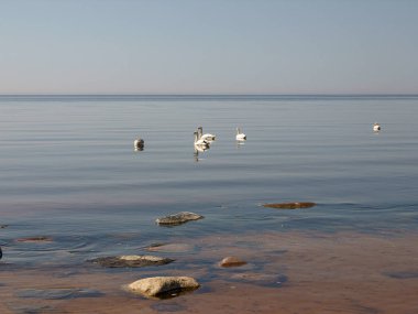 berrak suları ve uzaktan kuğu siluetleri olan güneşli deniz manzarası