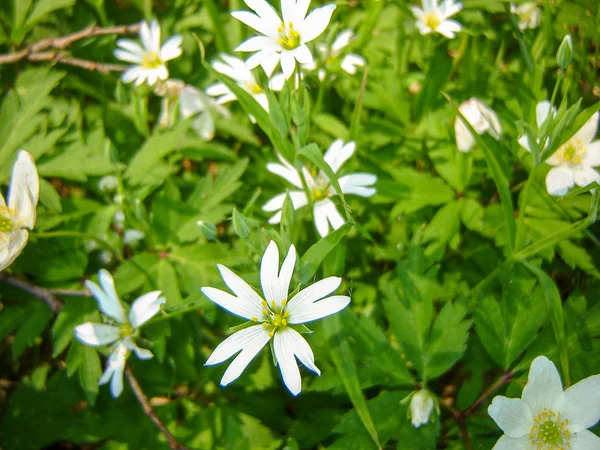 Imagen Con Las Primeras Flores Primavera Sobre Fondo Borroso — Foto de Stock