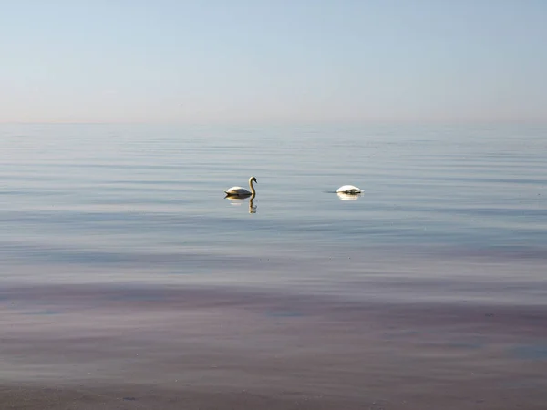 Paisagem Marinha Ensolarada Com Água Calma Clara Silhuetas Cisne Distância — Fotografia de Stock
