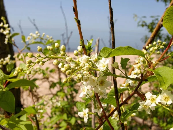 Paisaje Soleado Con Orilla Del Mar Siluetas Ramas Primer Plano — Foto de Stock