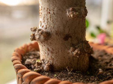 Bulanık arkaplanda ahşap doku