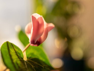 pembe alp menekşe çiçeği