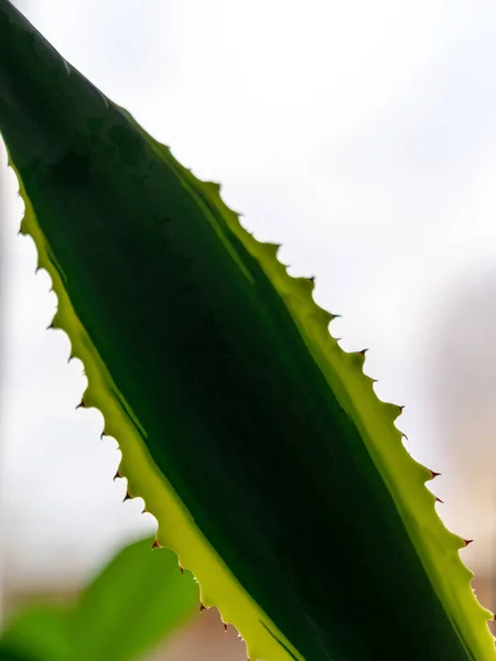 Grönt blad konsistens — Stockfoto